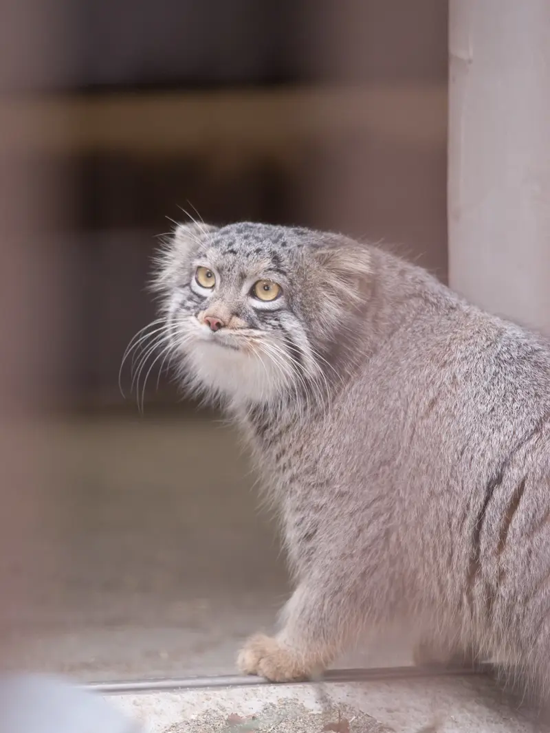 野毛山動物園のフィーガの写真