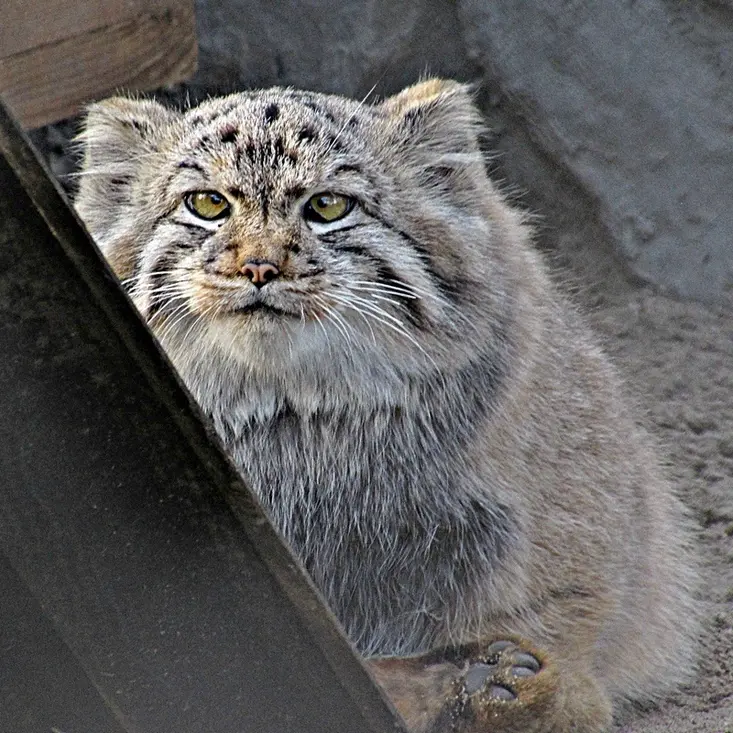 ノヴォシビルスク動物園のコソグラジクの写真