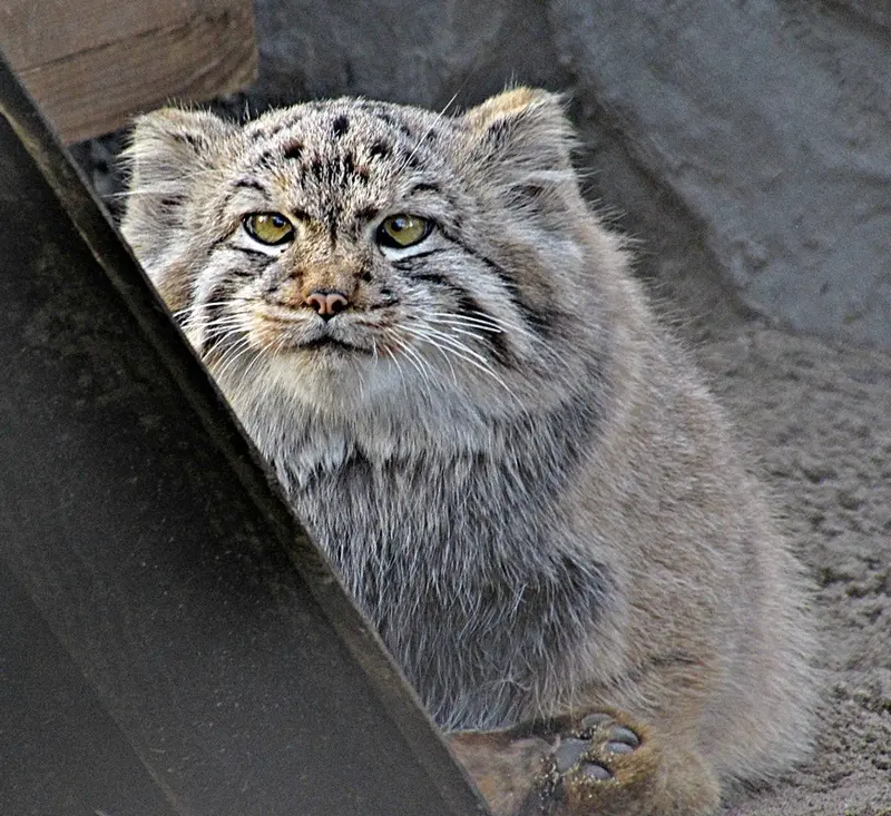 ノヴォシビルスク動物園のコソグラジクの写真