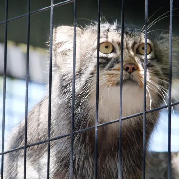 旭山動物園のマヌルネコの写真
