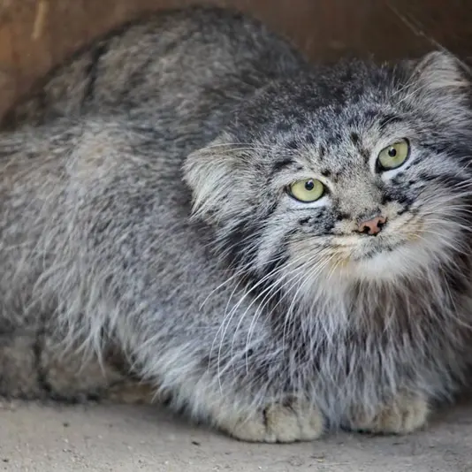 カラコル動物園のクニャージュナ・カラコリスカヤの写真