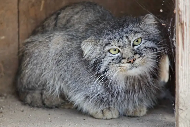 カラコル動物園のクニャージュナ・カラコリスカヤの写真