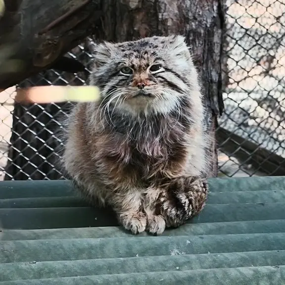 ノヴォシビルスク動物園のマヌルネコの写真