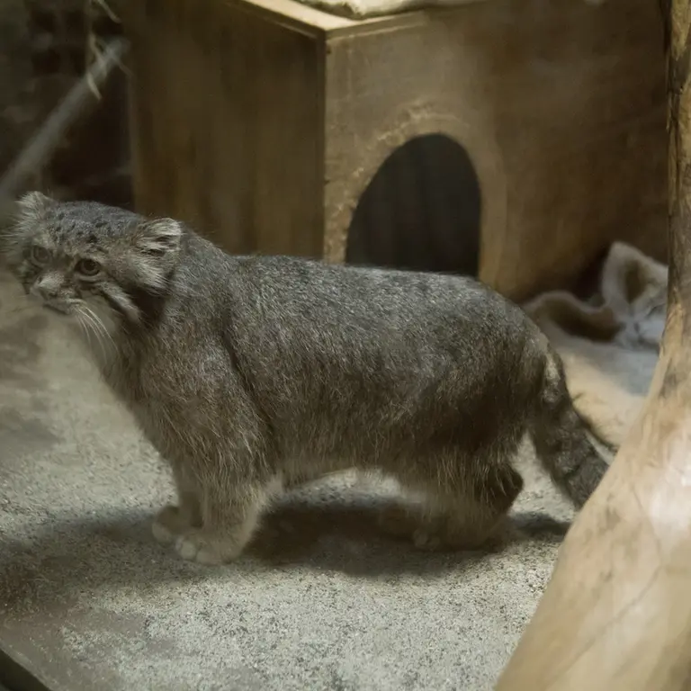 恩賜上野動物園のクリョンの写真