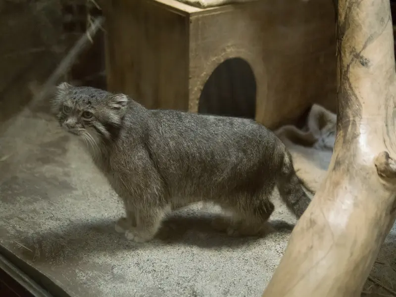 恩賜上野動物園のクリョンの写真