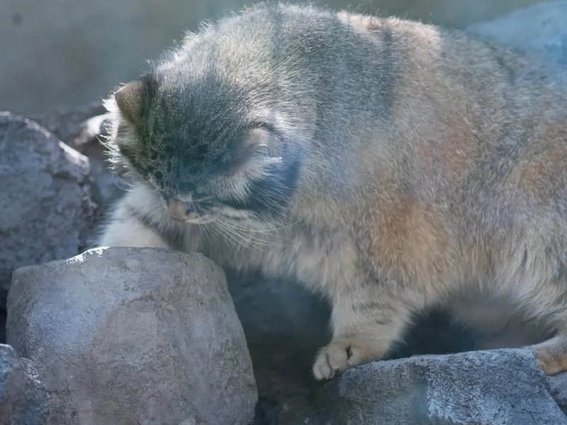旭山動物園のグルーシャの写真