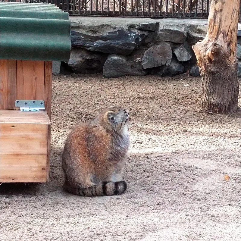 ノヴォシビルスク動物園のマヌルネコの写真