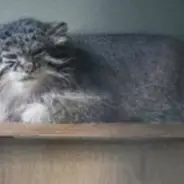 恩賜上野動物園のクリョンの写真