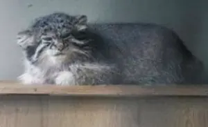 恩賜上野動物園のクリョンの写真
