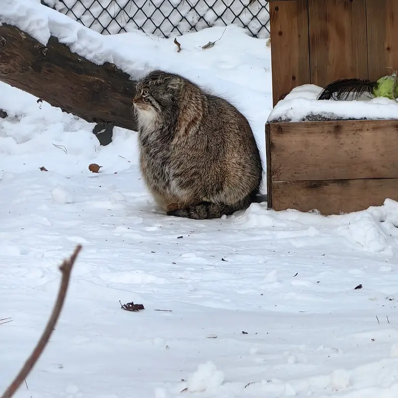 ノヴォシビルスク動物園のスネジンカの写真