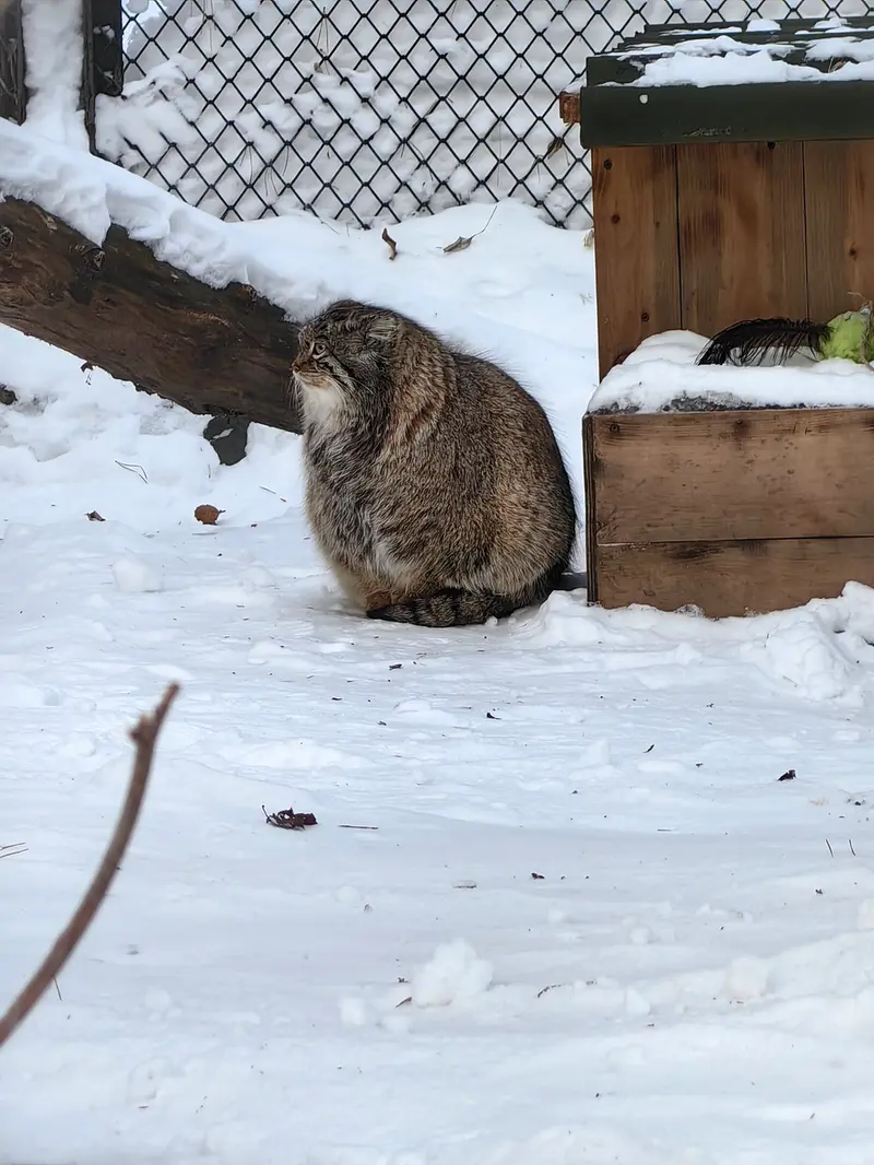 ノヴォシビルスク動物園のスネジンカの写真