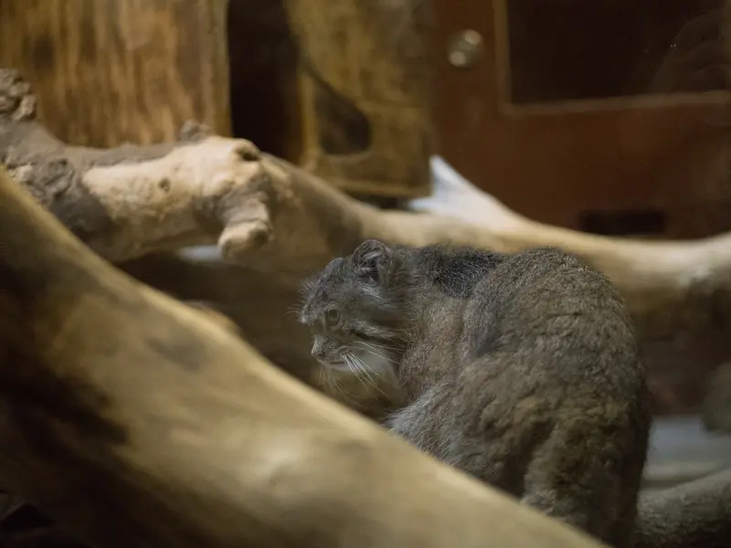 恩賜上野動物園のクリョンの写真