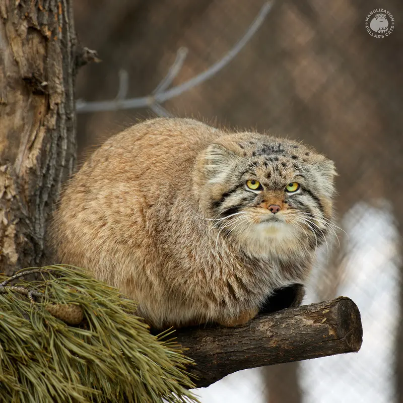 ノヴォシビルスク動物園のジョージの写真