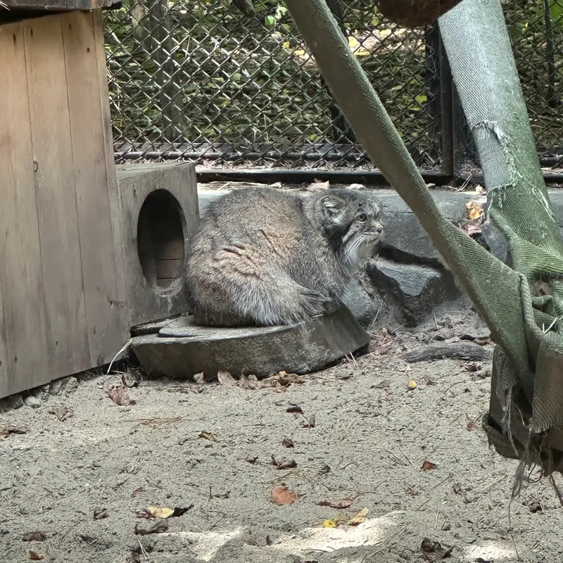 ノヴォシビルスク動物園のラストチカの写真