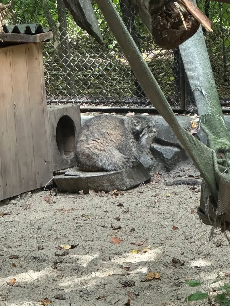 ノヴォシビルスク動物園のラストチカの写真