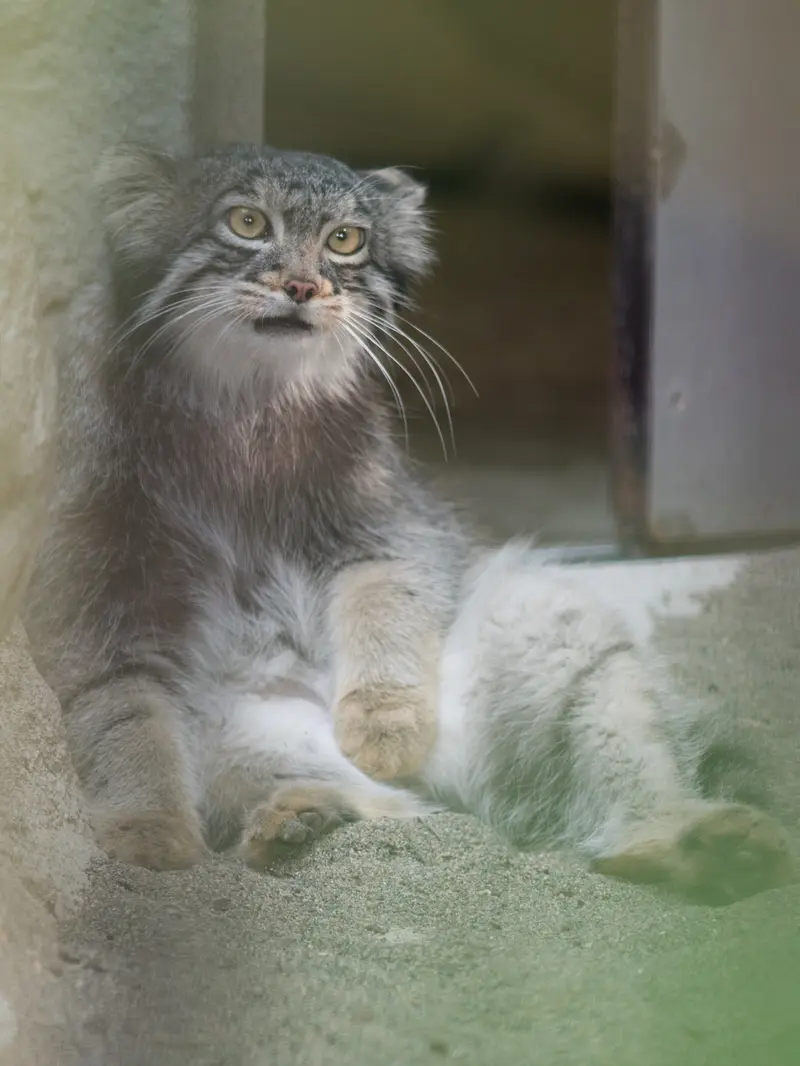 野毛山動物園のフィーガの写真