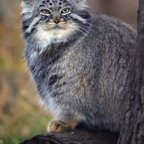 モスクワ動物園のダーライの写真