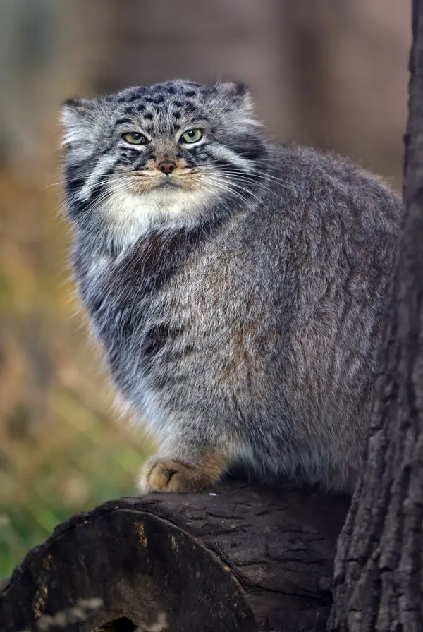 モスクワ動物園のダーライの写真