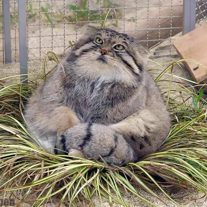 神戸どうぶつ王国のレフの写真