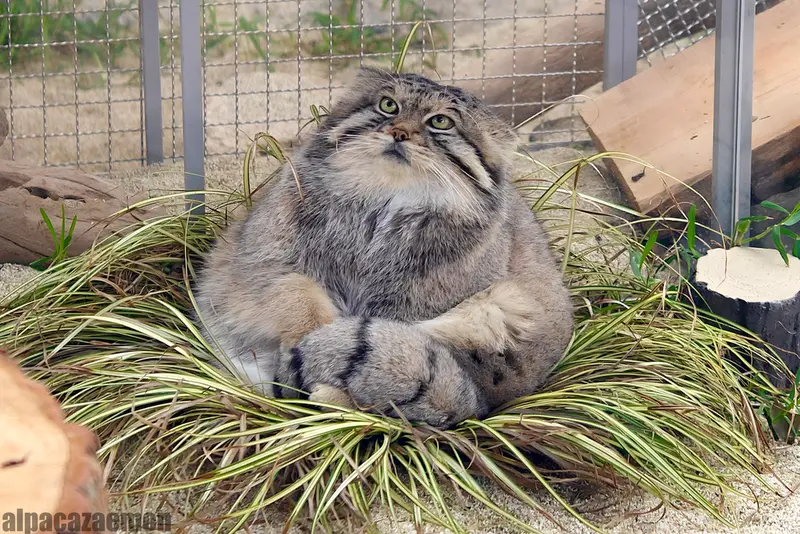 神戸どうぶつ王国のレフの写真