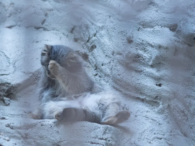 野毛山動物園のフィーガの写真