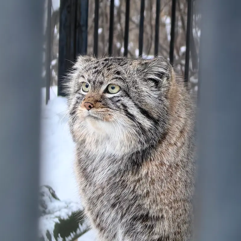 ノヴォシビルスク動物園のシルヴェスターの写真
