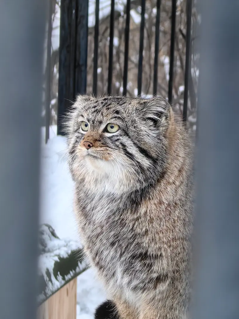 ノヴォシビルスク動物園のシルヴェスターの写真