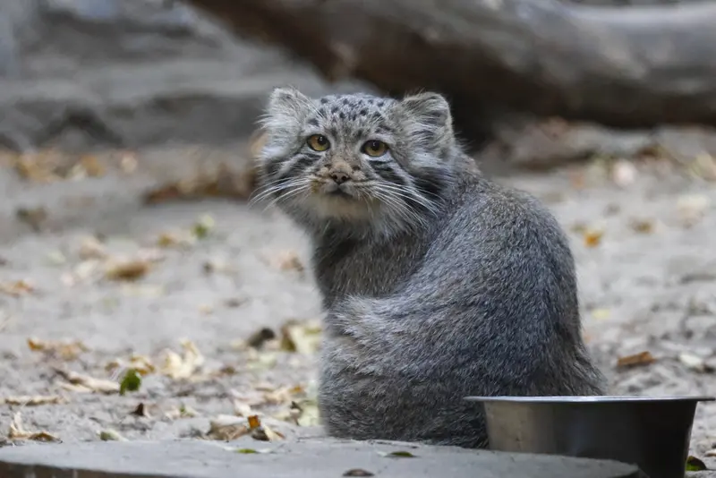 ノヴォシビルスク動物園のマヌルネコの写真