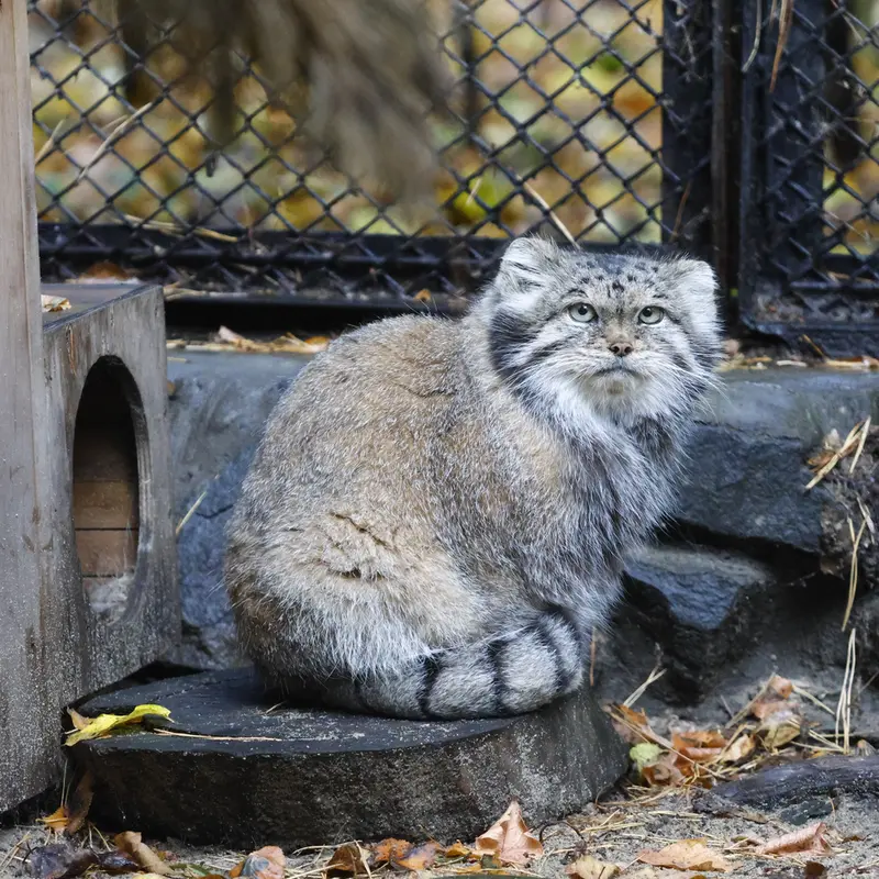 ノヴォシビルスク動物園のラストチカの写真