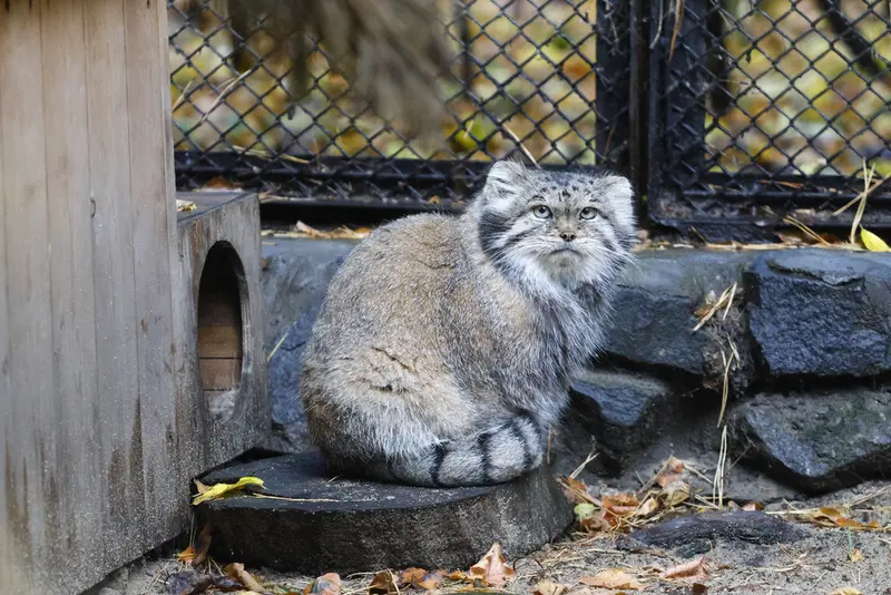 ノヴォシビルスク動物園のラストチカの写真