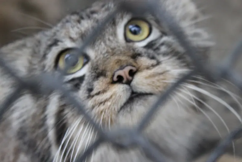 ノヴォシビルスク動物園のマヌルネコの写真