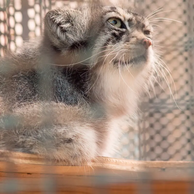 神戸市立王子動物園のイーリスの写真