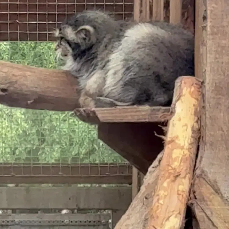 タリン動物園のマヌルネコの写真