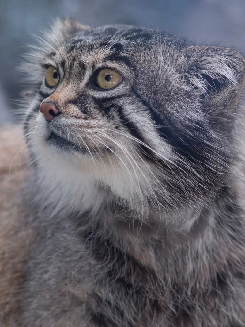 旭山動物園のグルーシャの写真