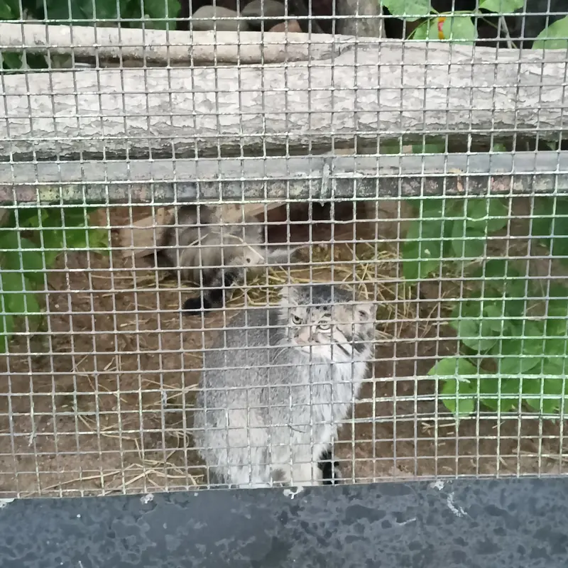 マヌルネコの写真