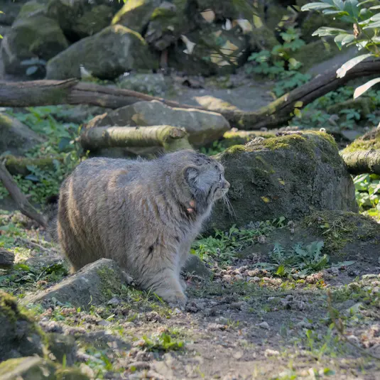 ロッテルダム動物園のポエスの写真