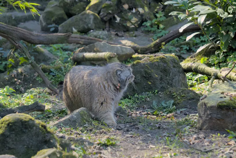 ロッテルダム動物園のポエスの写真