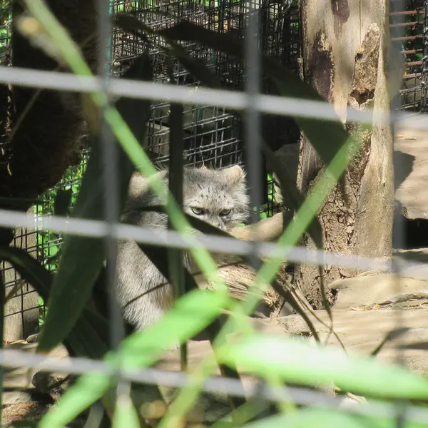 スミソニアン国立動物園のセバとアカルの写真