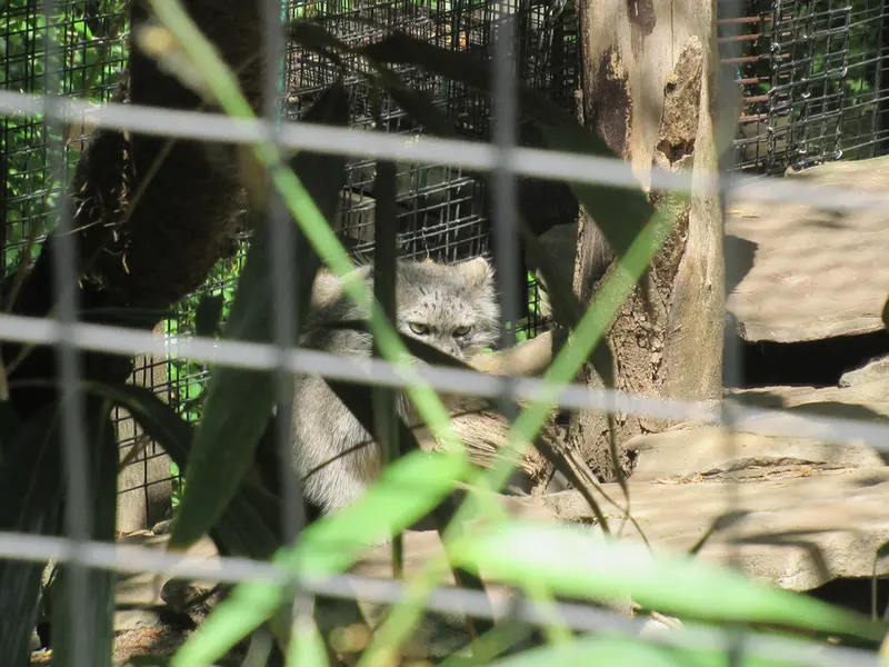 スミソニアン国立動物園のセバとアカルの写真