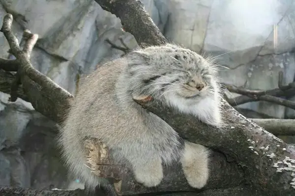 マヌルネコの写真