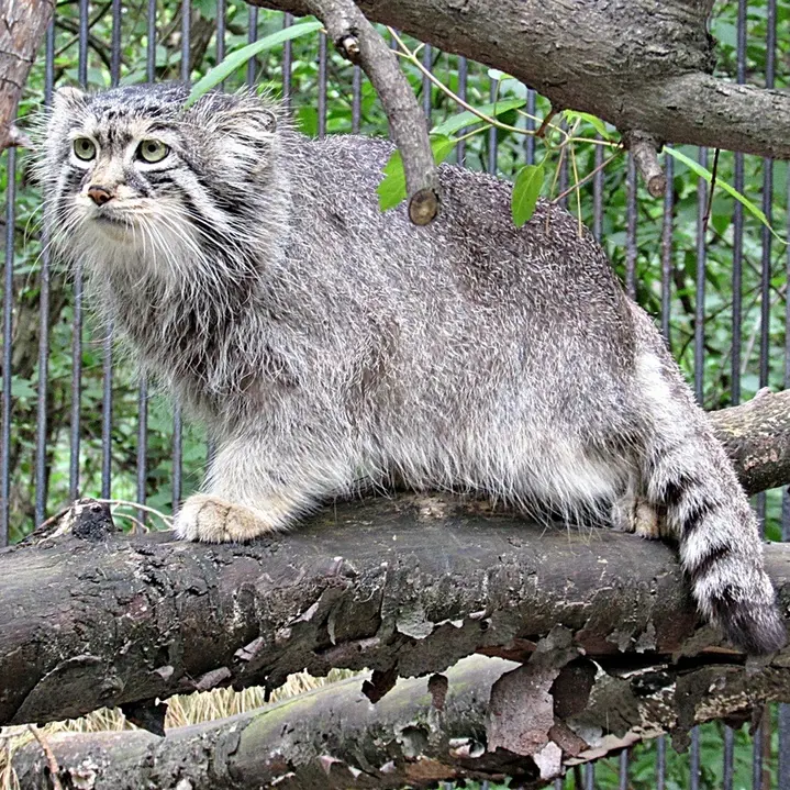 ノヴォシビルスク動物園のシェブの写真
