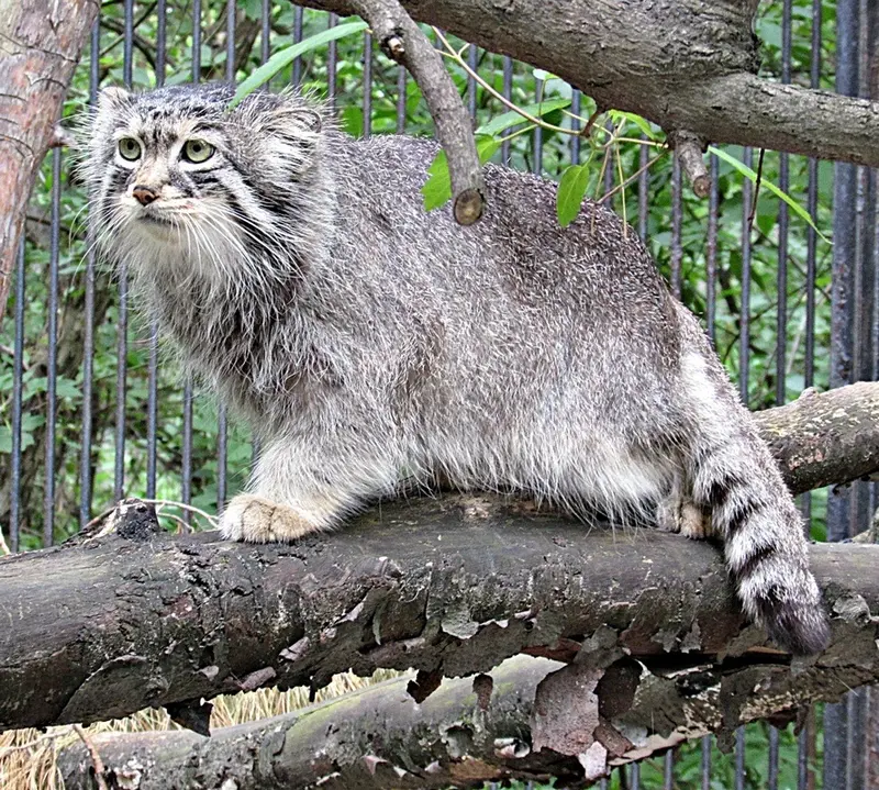 ノヴォシビルスク動物園のシェブの写真