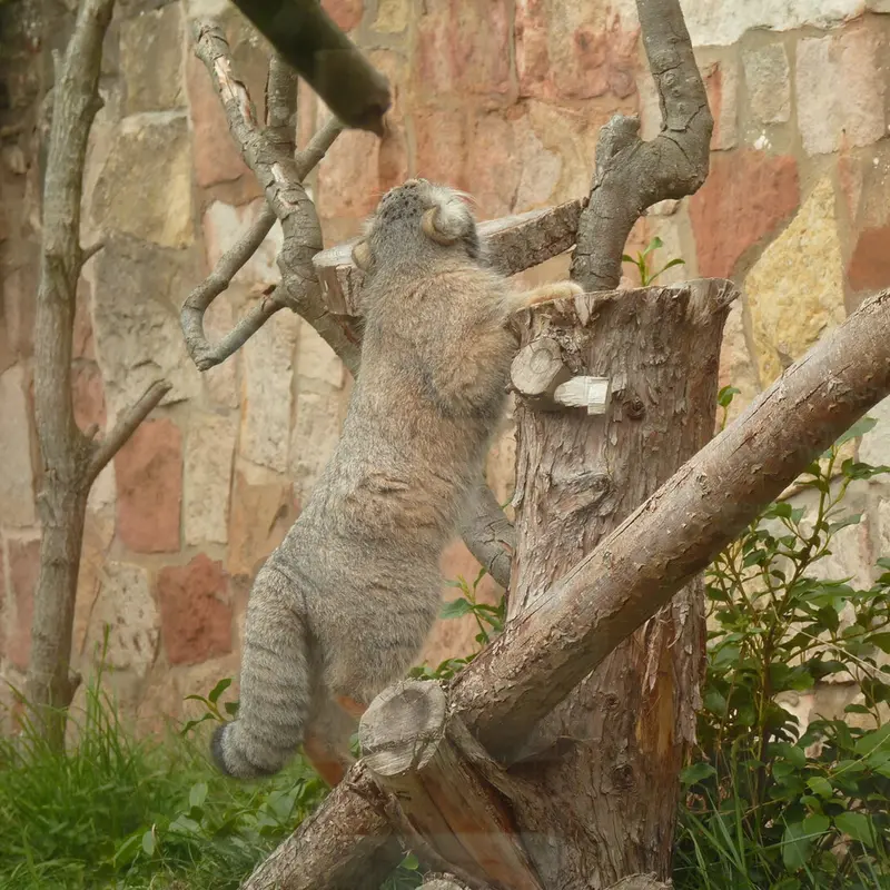 エディンバラ動物園のダッチェスの写真