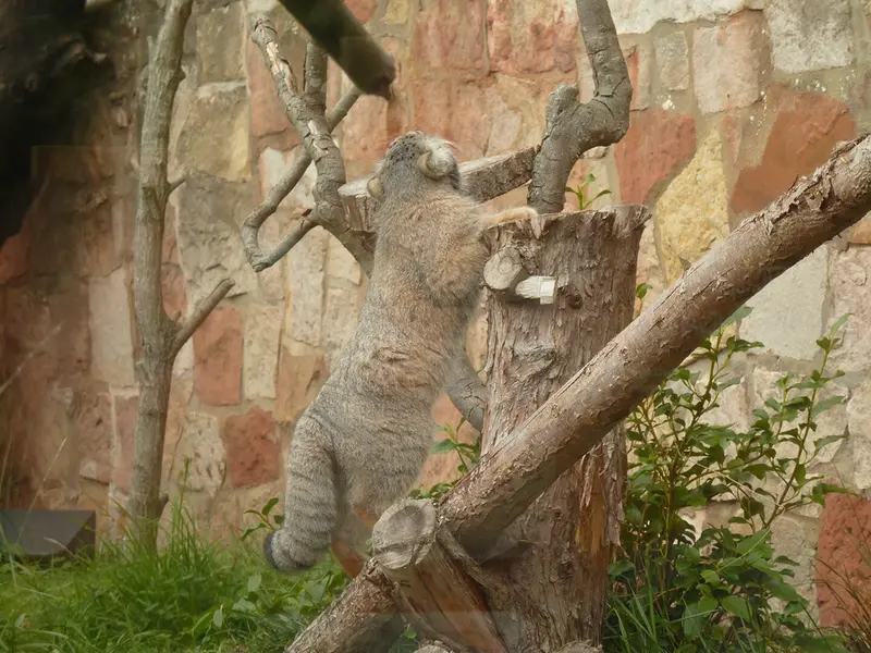 エディンバラ動物園のダッチェスの写真