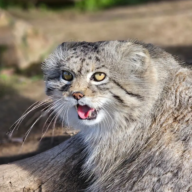 プロジェクト・サバイバルズ・キャット・ヘイブンのガラブの写真