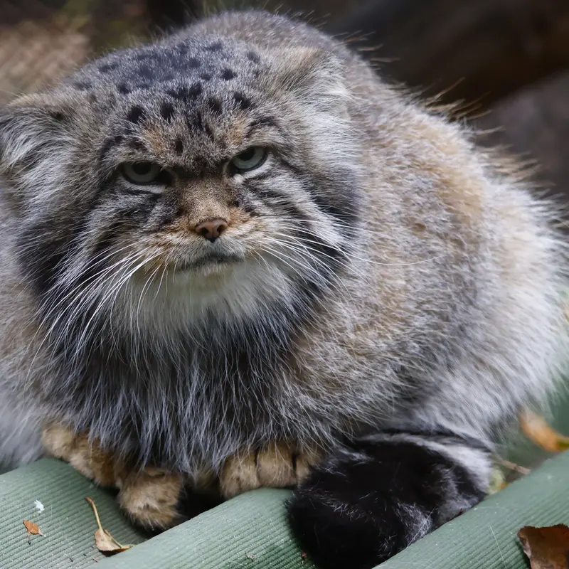 ノヴォシビルスク動物園のジョージの写真