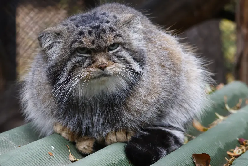ノヴォシビルスク動物園のジョージの写真
