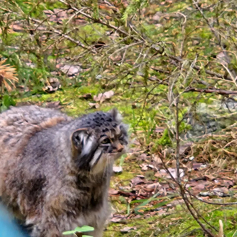 ラヌア動物園のモルッティの写真