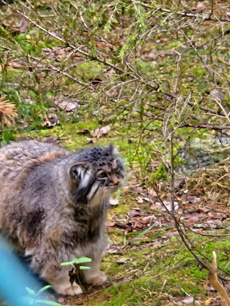 ラヌア動物園のモルッティの写真
