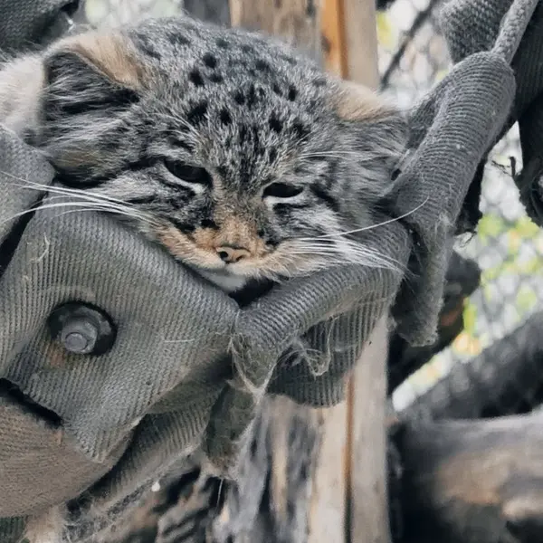ノヴォシビルスク動物園のアデルの息子（2026年生まれ）Ⅲの写真